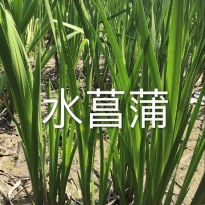 水生植物/旱傘草市場(chǎng)行情報(bào)價(jià)，浙江杭州蕭山水竹，風(fēng)車(chē)草，