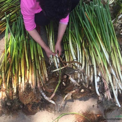 微山湖蘆葦 蘆葦苗批發(fā) 優(yōu)質(zhì)蘆葦種苗 承接蘆葦種植