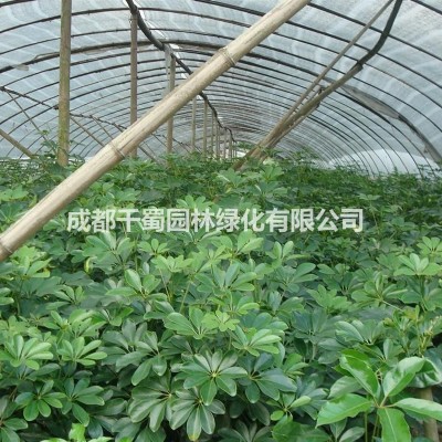 供應供應廣玉蘭 荷花玉蘭 米徑8-20公分 綠化工程