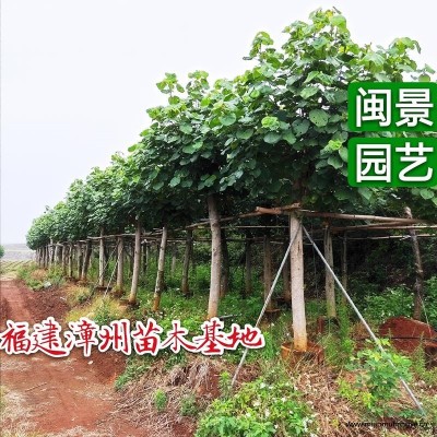 荷花蘭高15厘米左右福建漳州苗木基地批發(fā)