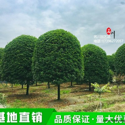 千屈菜草花種植基地_成都濕地公園綠化施工_供應雙色杯千屈菜_苗圃花木基地_草花批發(fā)