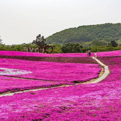 青州早園竹批發(fā)基地