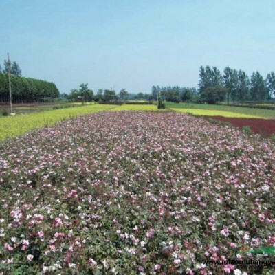 供應(yīng)千屈菜 千屈菜小苗 水生植物