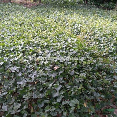 梭魚草水生植物基地價格