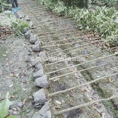 【小琴絲竹價格 竹類植物 小琴絲竹基地 】