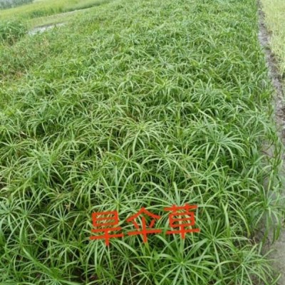 浙江杭州蕭山批發(fā)各種水生植物：旱傘草，燈心草，水芹菜等