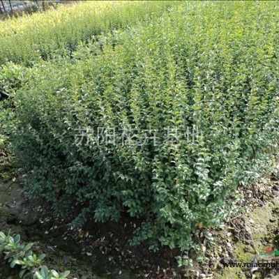 江蘇沭陽(yáng)荷花行情報(bào)價(jià)/江蘇宿遷荷花圖片展示