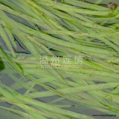 溫州蓮情 水生植物 荷花 睡蓮基地種植大量供應(yīng)價(jià)優(yōu)