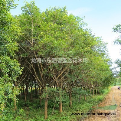 福建漳州翠花蘆莉基地各種規(guī)格大量批發(fā)供應 自家貨源，無中介