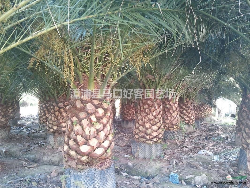 福建漳州翠花蘆莉基地各種規(guī)格批發(fā)  翠花蘆莉價格