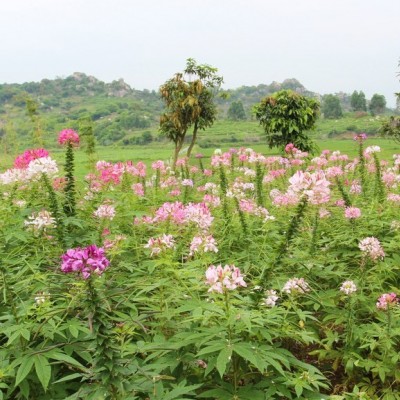 山東青州水生植物批發(fā)|盆栽水生植物荷花價(jià)格|香蒲盆栽質(zhì)量好