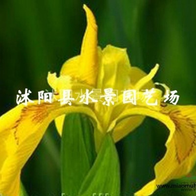 江蘇水蔥供應(yīng) 水生植物批發(fā) 花葉水蔥價格 水蔥圖片