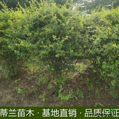 水生植物蘆葦根批發(fā)