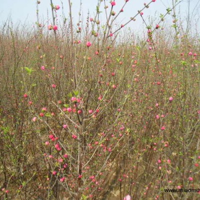 睡蓮、再力花、香蒲、睡蓮、芡實、河王八等