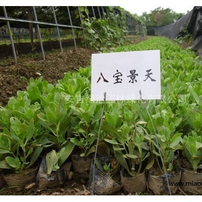 荷花 荷花價格 蕭山小苗