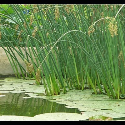 萍蓬草（黃金蓮）