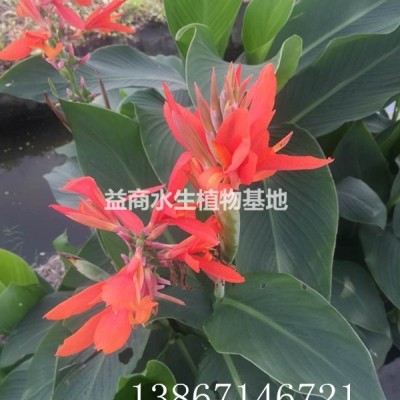 浙江杭州芡實(shí)供應(yīng)，還有各種水生植物