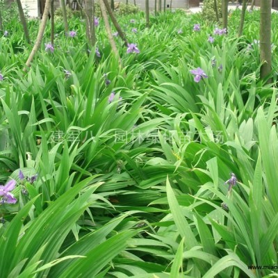 水生植物價格產(chǎn)地 地被植物花菖蒲 梭魚草 睡蓮