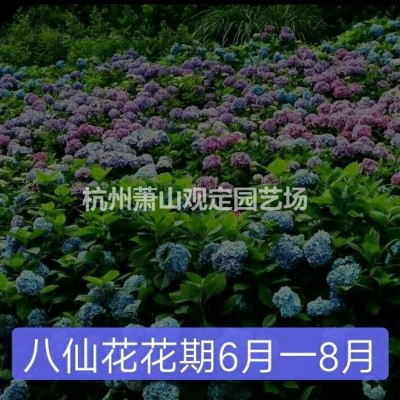 蕭山供應：花葉蘆竹，蘆葦 ，馬藍