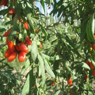 供花葉蘆竹、黃菖蒲、千屈菜、荷花、睡蓮等水生花卉植物