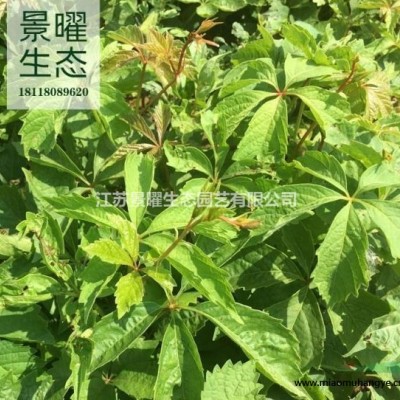 荷花的產(chǎn)地在哪里/哪里便宜/江蘇景曜生態(tài)基地直銷批發(fā)價格圖片