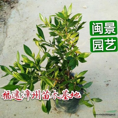 大花蘆莉 高20-30 福建漳州閩景園藝場(chǎng)