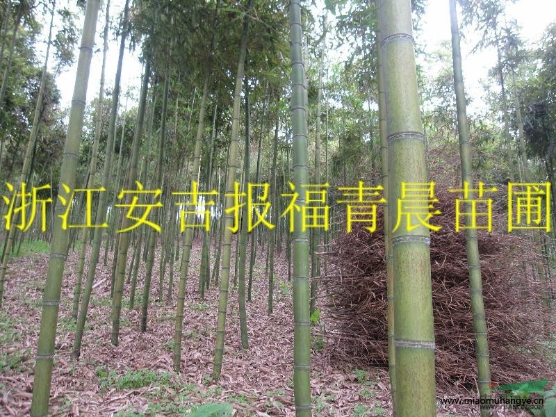 黃桿烏哺雞竹   農(nóng)戶價大量直銷