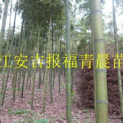 黃桿烏哺雞竹   農(nóng)戶價(jià)大量直銷(xiāo)