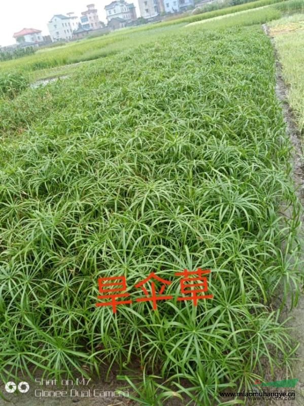 浙江杭州蕭山水生大量批發(fā)，黃菖蒲，常綠鳶尾，再力花，美人蕉等