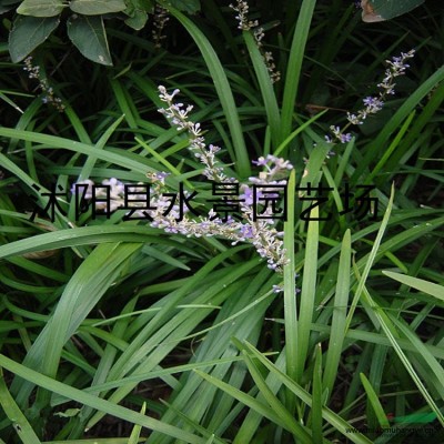 江蘇花葉蘆竹 花葉蘆竹大量批發(fā) 花葉蘆竹苗 花葉蘆竹價格