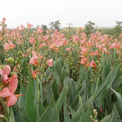 花葉美人蕉價(jià)格、水生花葉美人蕉 低價(jià)直銷