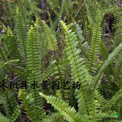 供應(yīng)睡蓮、荷花、盆栽   大量售賣