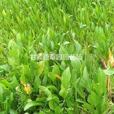 杭州睡蓮價(jià)格 浙江睡蓮  今年睡蓮價(jià)格 杭州蕭山水生植物睡蓮