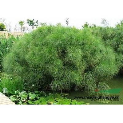 水生植物紙莎草--信息發(fā)布