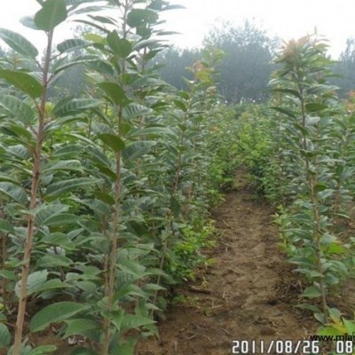 睡蓮價格、水生植物，睡蓮根塊，睡蓮自產自銷