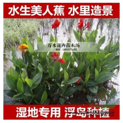 漂浮植物，水鱉，撒尿花，水浮萍，凈化水質(zhì)開花植物