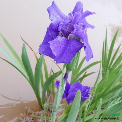 黃菖蒲 水生植物 黃花鳶尾 黃菖蒲苗水生鳶尾園林綠化小區(qū)綠化