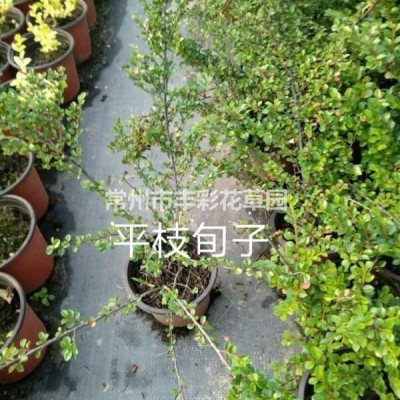 江蘇 常州 花葉水菖蒲 批發(fā)價 便宜