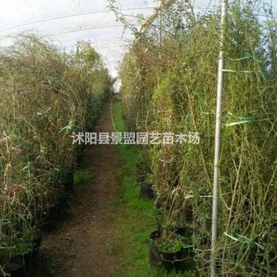 常春藤露天能種植嗎？