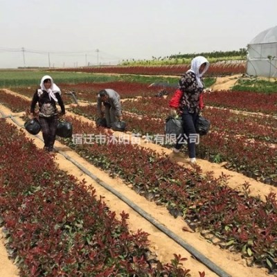 爬山虎價格_爬山虎圖片_爬山虎產地_爬山虎綠化苗木苗圃基地