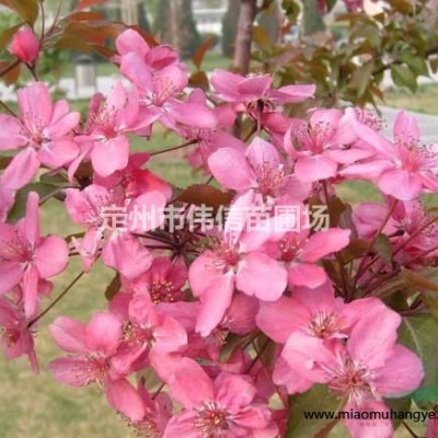 薔薇介紹，薔薇價(jià)格，薔薇產(chǎn)地，河北薔薇