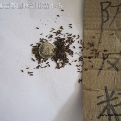 基地供應(yīng) 金冠女貞球 冠幅飽滿(mǎn) 園林綠化景觀苗木 別墅庭院色塊綠植 街道綠化帶裝飾植物 歡迎訂購(gòu)