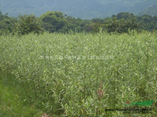 正宗美國(guó)庫(kù)拉索蘆薈