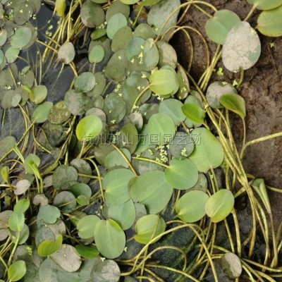 浙江水蔥2介紹