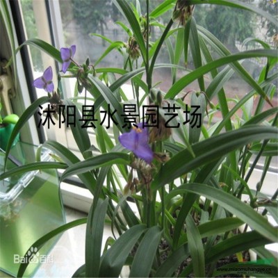 供應(yīng)香菇草 又叫金錢蓮 銅錢草