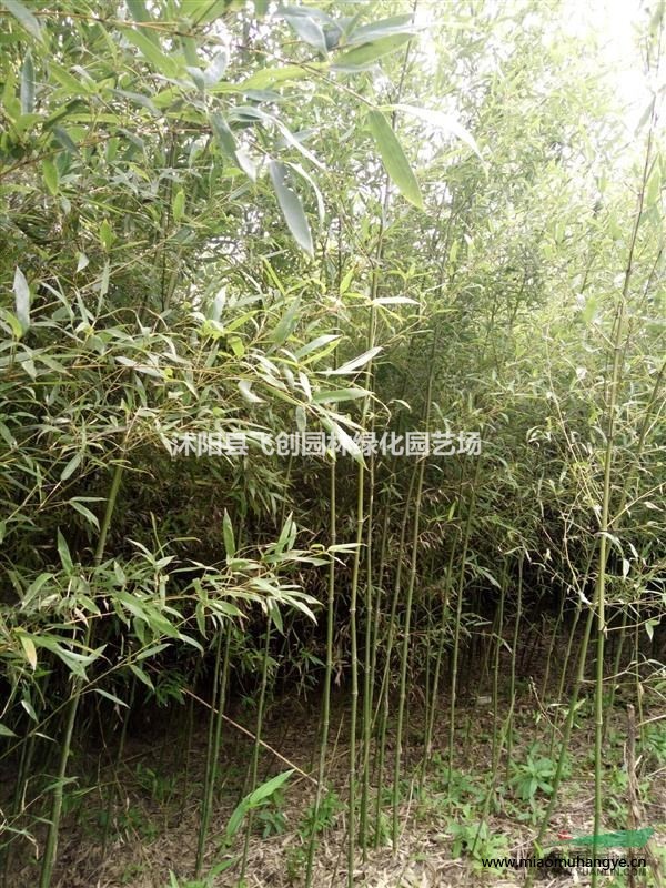 大量優(yōu)質(zhì)常春藤 與各類藤本植物 量大價優(yōu)