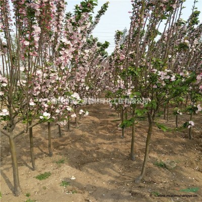 供應爬山虎苗木-爬山虎基地報價