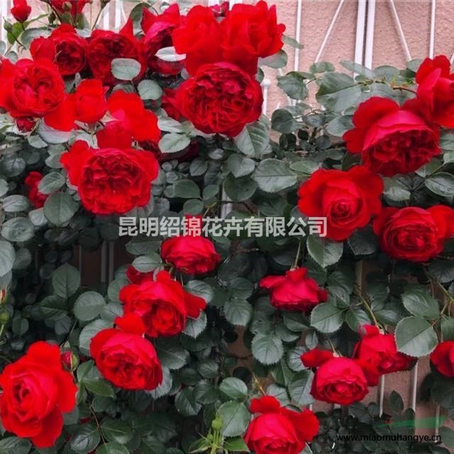 藤本月季，歐月，安吉拉，鉆石，大紅袍，薔薇，紅龍，龍沙寶石