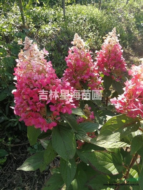 俄羅斯大果薔薇苗