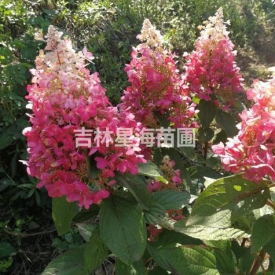 俄羅斯大果薔薇苗